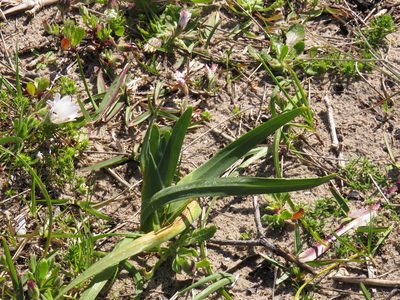 Ferraria crispa, photographed by Jeremy Gilmore