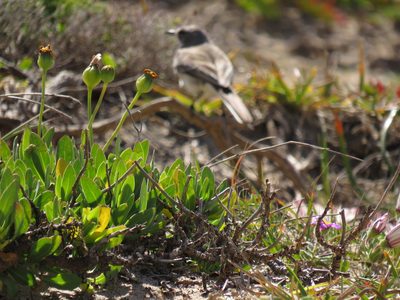 Othonna coronopifolia, photographed by Jeremy Gilmore