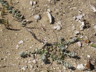 Helichrysum crispum, photographed by Jeremy Gilmore