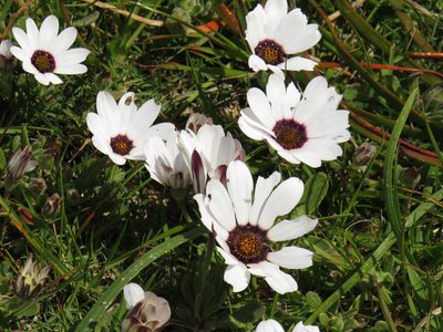 Dimorphotheca pluvialis, photographed by Jeremy Gilmore