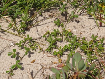 Psoralea repens, photographed by Jeremy Gilmore