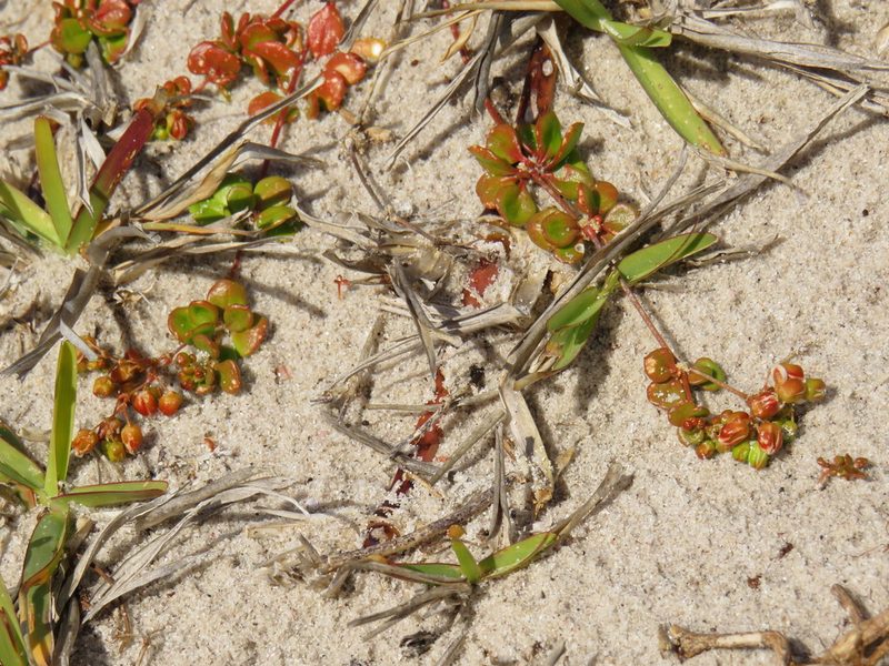 Pharnaceum cordifolium, photographed by Jeremy Gilmore