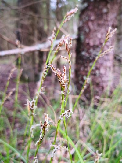 Carex rhizina, photographed by Поляков Александр