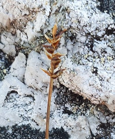 Carex parallela, photographed by Michael D. Pirie