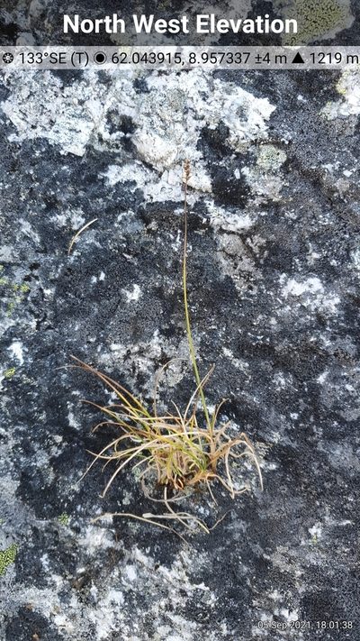 Carex parallela, photographed by Michael D. Pirie