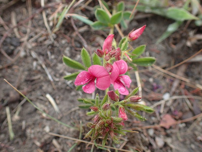 Indigofera tristis, photographed by Mahomed Desai