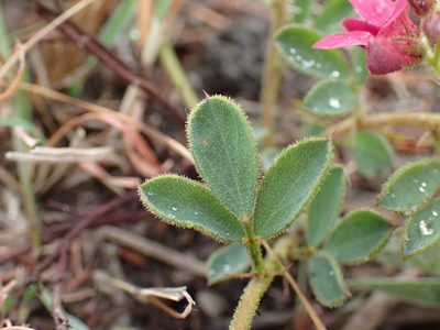 Indigofera tristis, photographed by Mahomed Desai
