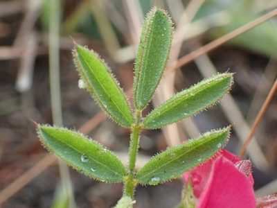 Indigofera tristis, photographed by Mahomed Desai
