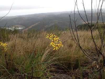 Senecio bupleuroides, photographed by Mahomed Desai