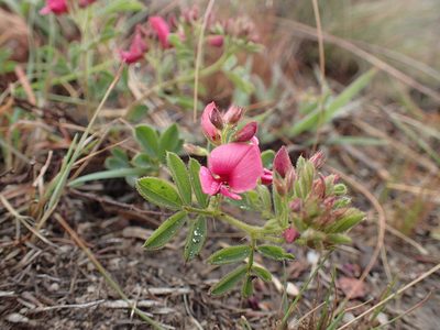 Indigofera tristis, photographed by Mahomed Desai
