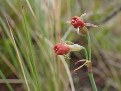 Tulbaghia acutiloba, photographed by Mahomed Desai