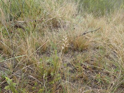 Eragrostis racemosa, photographed by Mahomed Desai