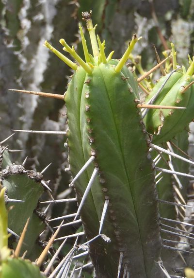Euphorbia pentagona, photographed by Nicola van Berkel