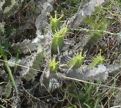 Euphorbia pentagona, photographed by Nicola van Berkel