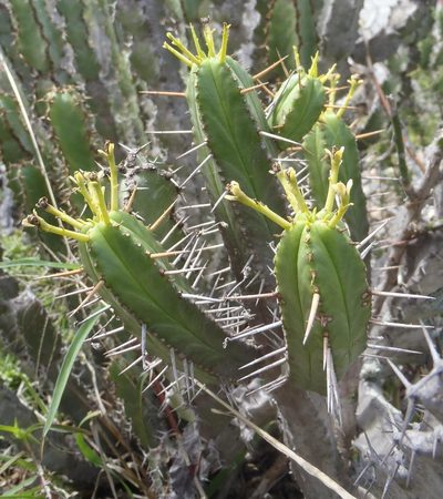 Euphorbia pentagona, photographed by Nicola van Berkel