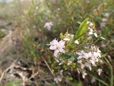 Agathosma ovata, photographed by Mahomed Desai