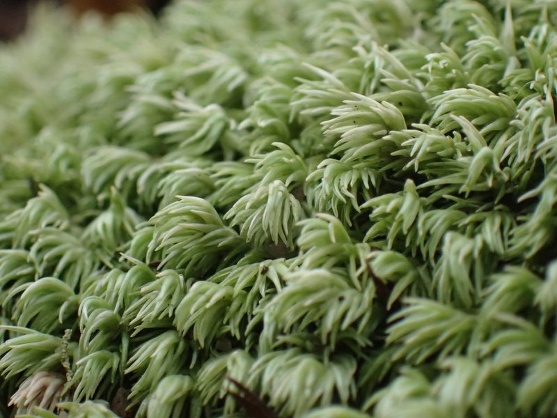 Leucobryum acutifolium, photographed by Mahomed Desai