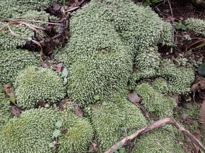 Leucobryum acutifolium, photographed by Mahomed Desai