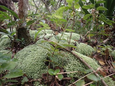 Crassula sarmentosa, photographed by Mahomed Desai