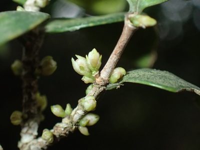 Memecylon bachmannii, photographed by Mahomed Desai
