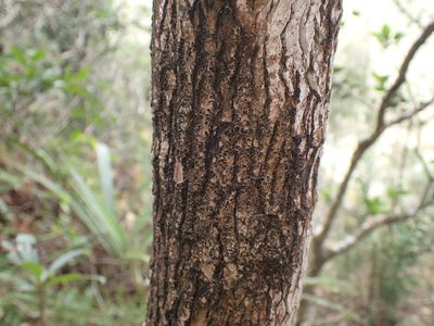 Memecylon bachmannii, photographed by Mahomed Desai