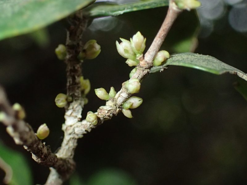 Memecylon bachmannii, photographed by Mahomed Desai