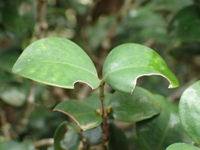 Memecylon bachmannii, photographed by Mahomed Desai