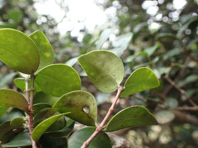 Memecylon bachmannii, photographed by Mahomed Desai