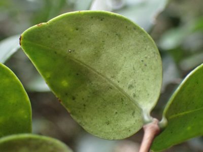 Memecylon bachmannii, photographed by Mahomed Desai