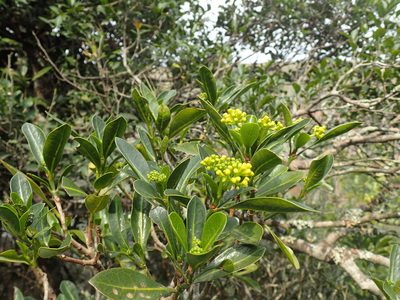 Psychotria capensis, photographed by Mahomed Desai