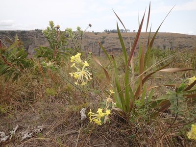 Lasiosiphon anthylloides, photographed by Mahomed Desai