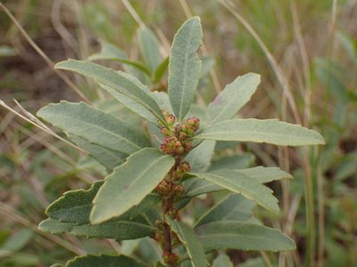 Myrica brevifolia, photographed by Mahomed Desai