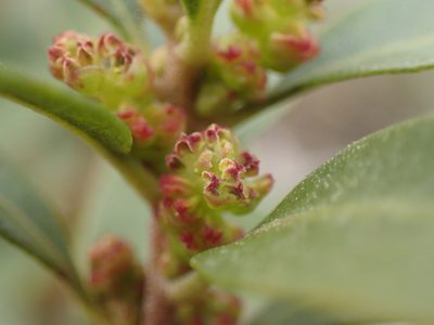 Myrica brevifolia, photographed by Mahomed Desai