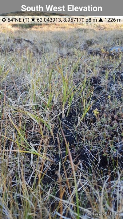 Carex microglochin, photographed by Michael D. Pirie