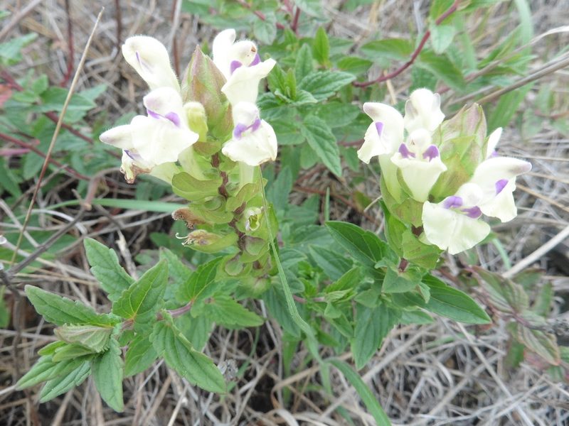 Scutellaria supina, photographed by Силаева Татьяна Борисовна