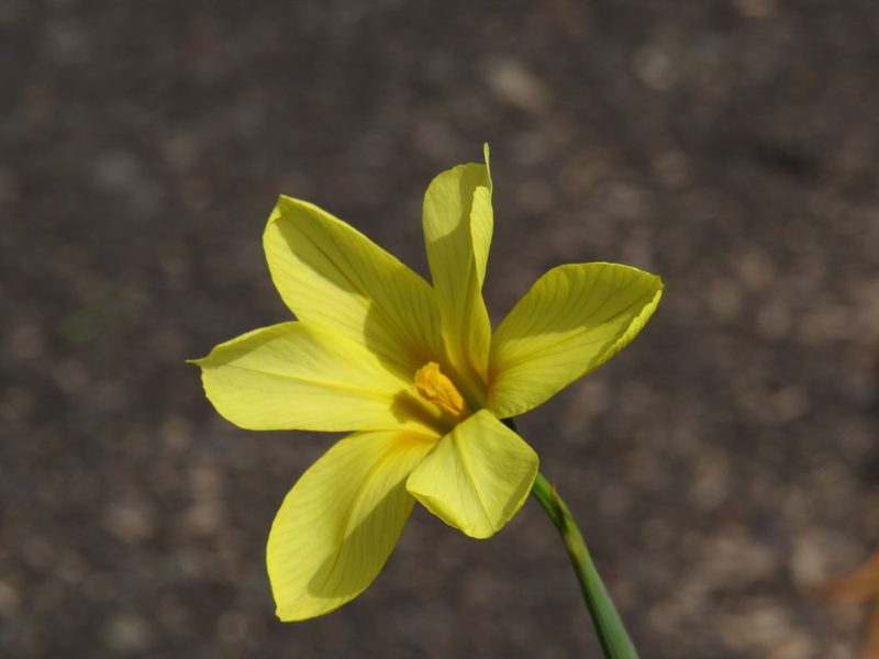 Moraea collina, photographed by Jeremy Gilmore