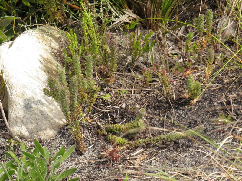 Anthospermum bergianum, photographed by Jeremy Gilmore