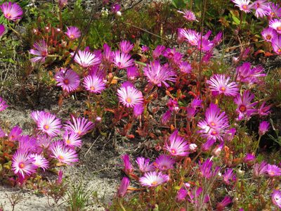 Cleretum bellidiforme, photographed by Jeremy Gilmore