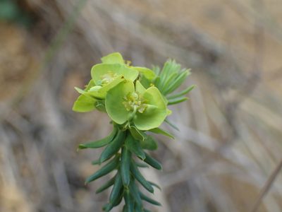Euphorbia natalensis, photographed by Mahomed Desai