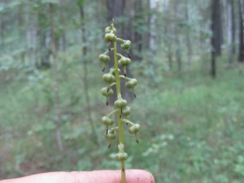 Pyrola media, photographed by Alexander Dubynin