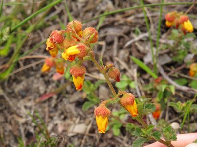 Hermannia multiflora, photographed by Jeremy Gilmore