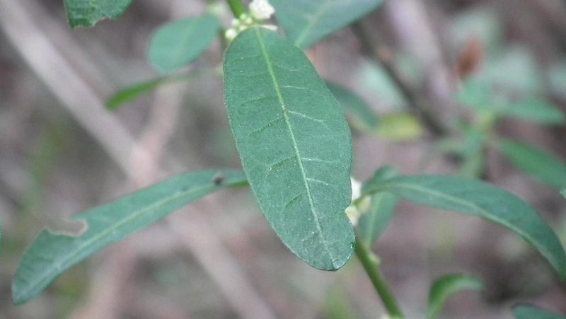 Clutia affinis, photographed by Shaun Swanepoel