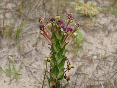 Zaluzianskya capensis, photographed by Jeremy Gilmore