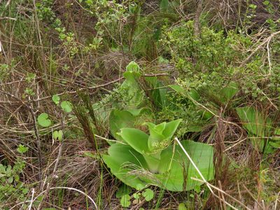 Satyrium carneum, photographed by Jeremy Gilmore