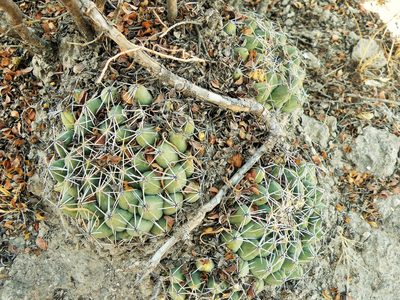 Coryphantha maiz-tablasensis, photographed by amantedarmanin