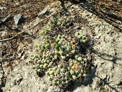 Coryphantha maiz-tablasensis, photographed by amantedarmanin