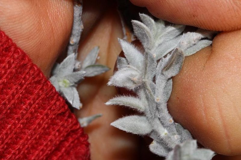 Amphithalea phylicoides, photographed by Brian du Preez