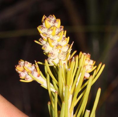 Paranomus esterhuyseniae, photographed by Brian du Preez