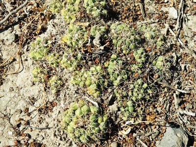 Coryphantha maiz-tablasensis, photographed by amantedarmanin