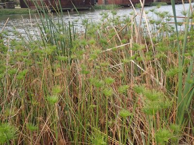 Cyperus prolifer, photographed by Mahomed Desai